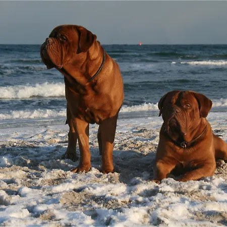 Bungalow Ruhe Und Sturm Direkt Am Strand Mit Kamin Nur Fuer Erwachsene Nonnevitz Extérieur photo